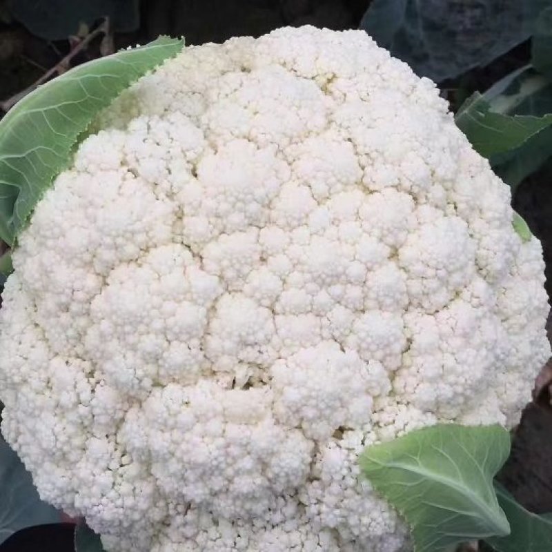 精品有机花大量现货，价格便宜