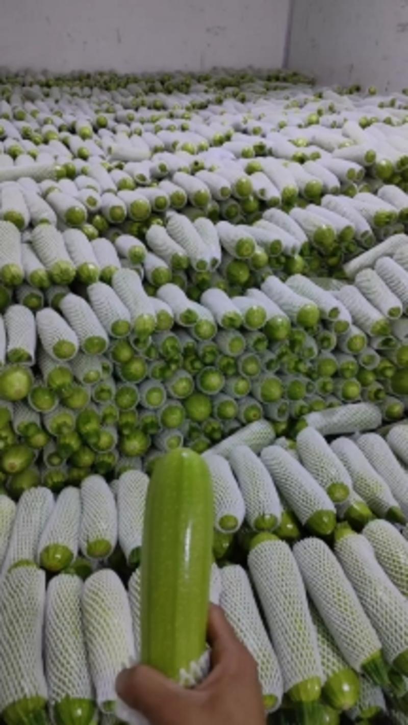 云南省绿皮西葫芦，精品油绿西葫芦产地直发，质量保证