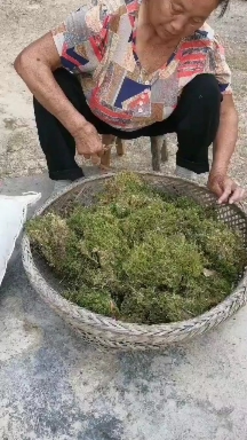 地苔藓