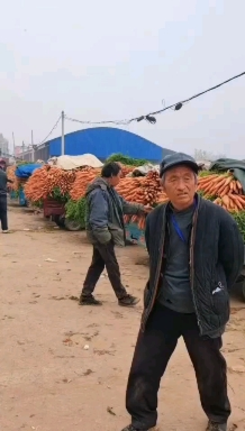 优质胡萝卜大量上市。质量好，价格低，货源充足，代发全国。