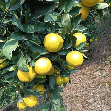 冰糖橙