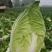 【热卖】黄心大白菜，量大价更优，欢迎各位老板进店咨询选购