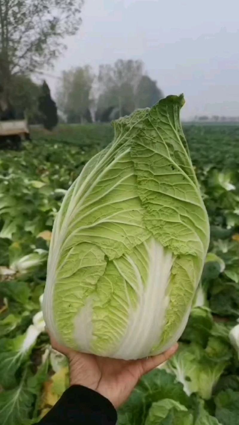 【热卖】黄心大白菜，量大价更优，欢迎各位老板进店咨询选购