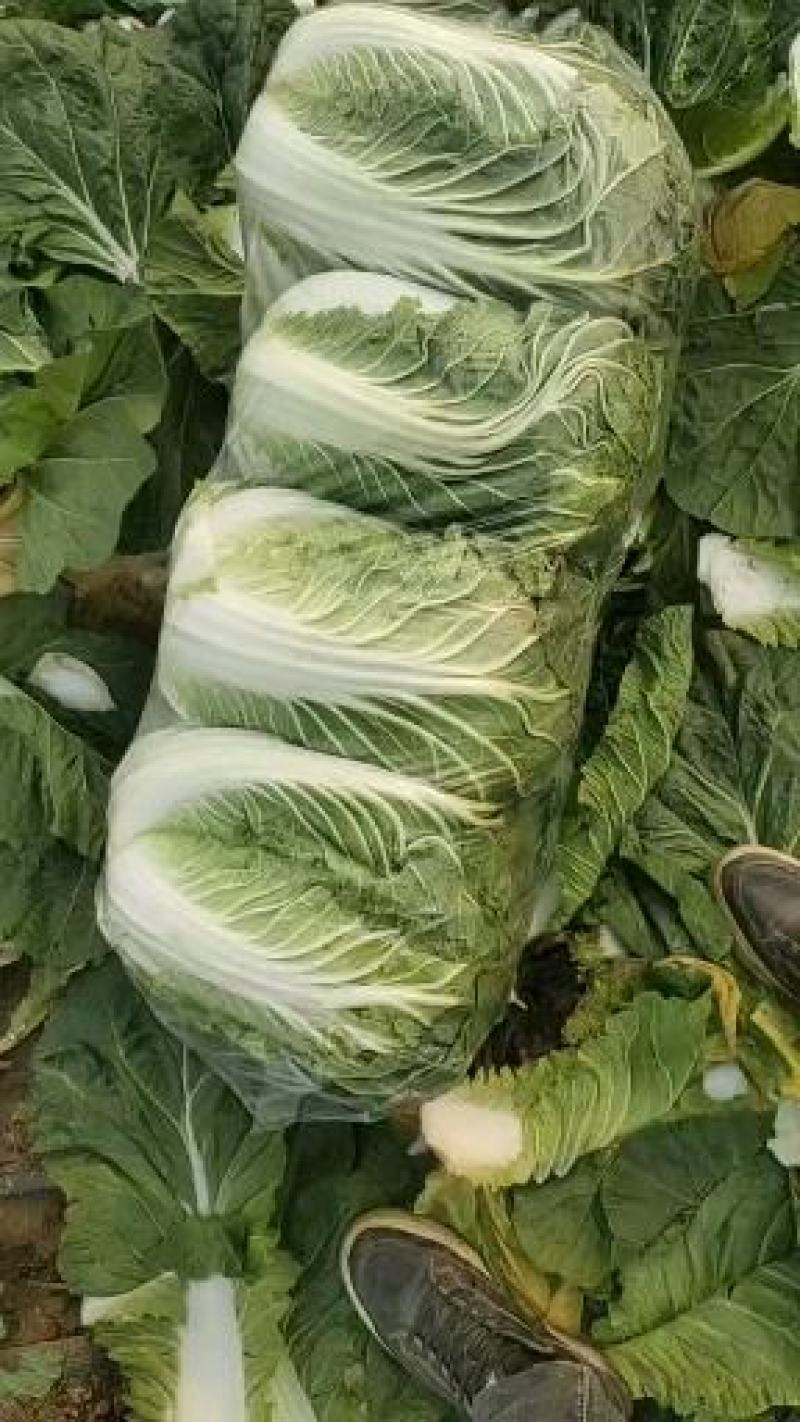 【热卖】黄心大白菜，量大价更优，欢迎各位老板进店咨询选购
