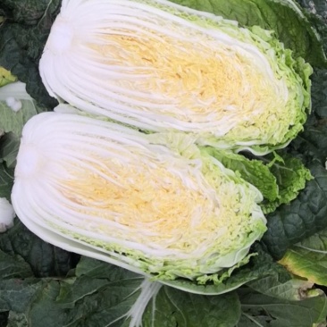 【热卖】黄心大白菜，量大价更优，欢迎各位老板进店咨询选购