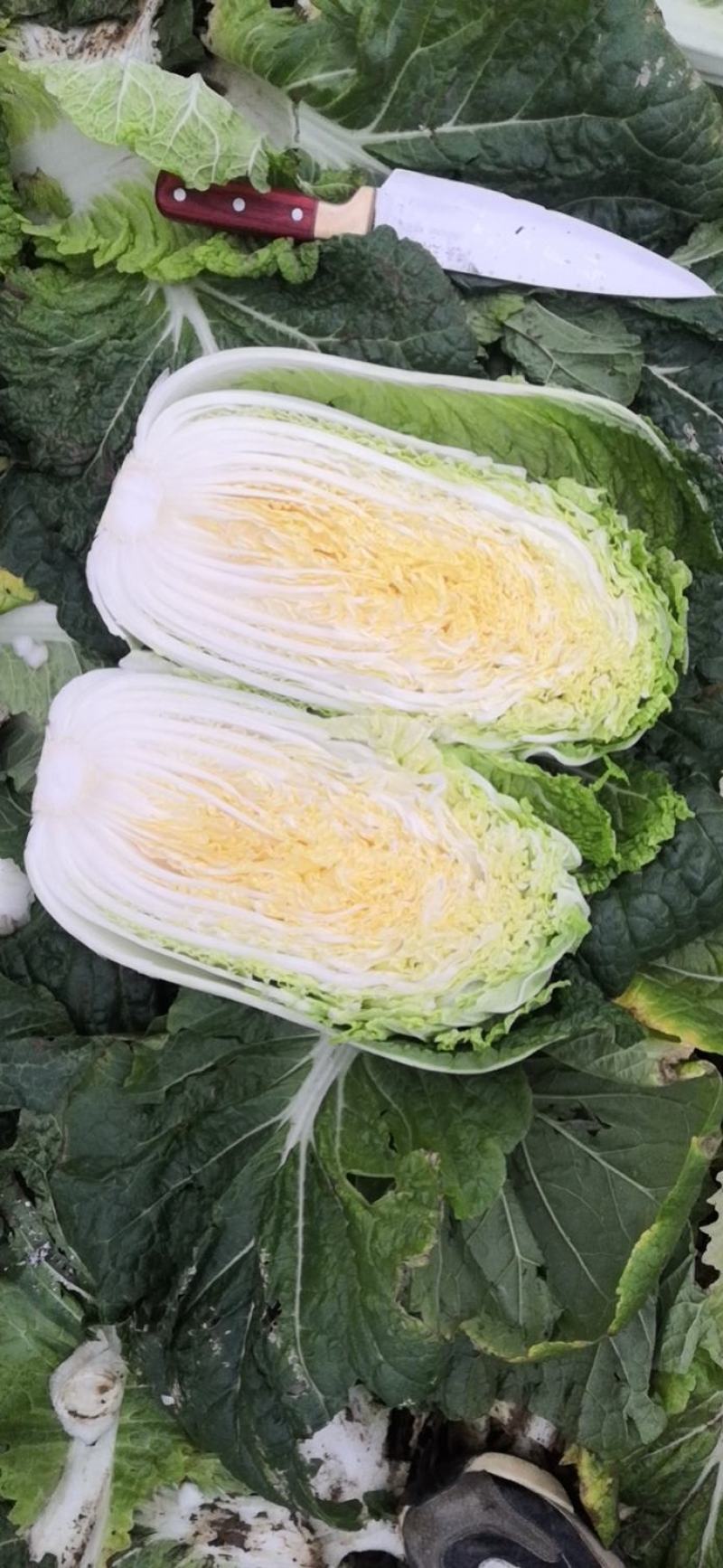 【热卖】黄心大白菜，量大价更优，欢迎各位老板进店咨询选购