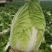 【热卖】黄心大白菜，量大价更优，欢迎各位老板进店咨询选购