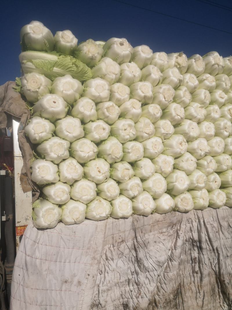 大白菜大量有货有需要的联系我