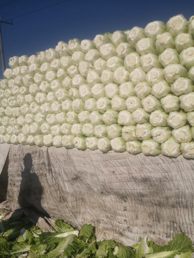 大白菜大量有货有需要的联系我