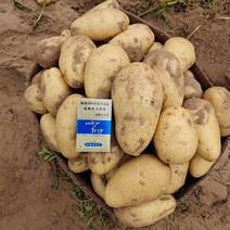 土豆优质大沃土土豆产地直发质量保证全国供应货