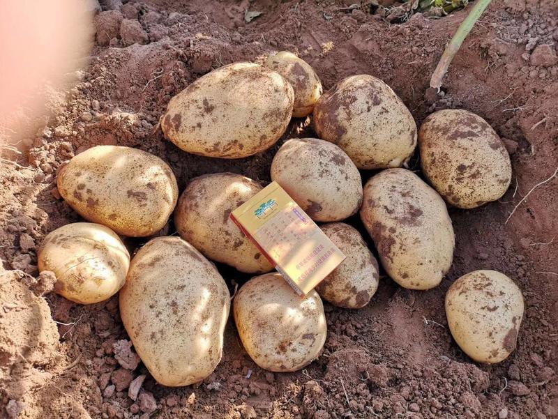 土豆优质V7土豆产地直发质量保证全国