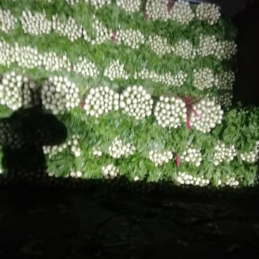 河南省内黄县王保昌果蔬商行芹菜大量上市