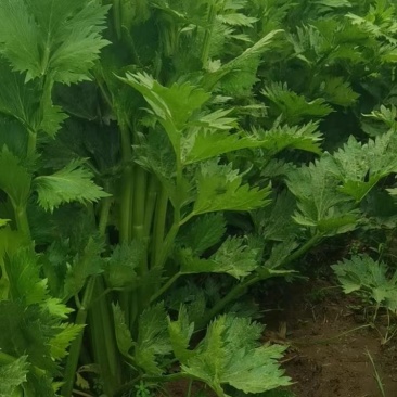 大棚头茬西芹量大上车快