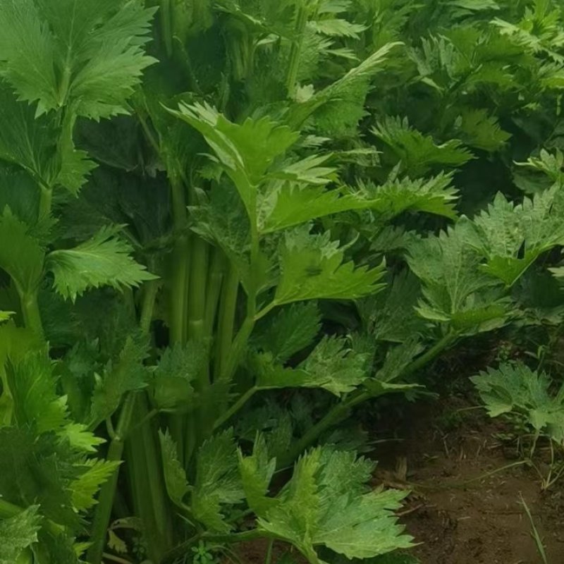 大棚头茬西芹量大上车快