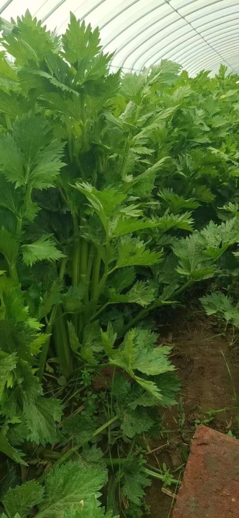 大棚头茬西芹量大上车快