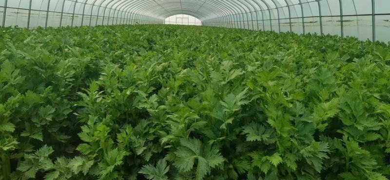 大棚头茬西芹量大上车快