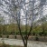 朴树10~12cm10~20cm
