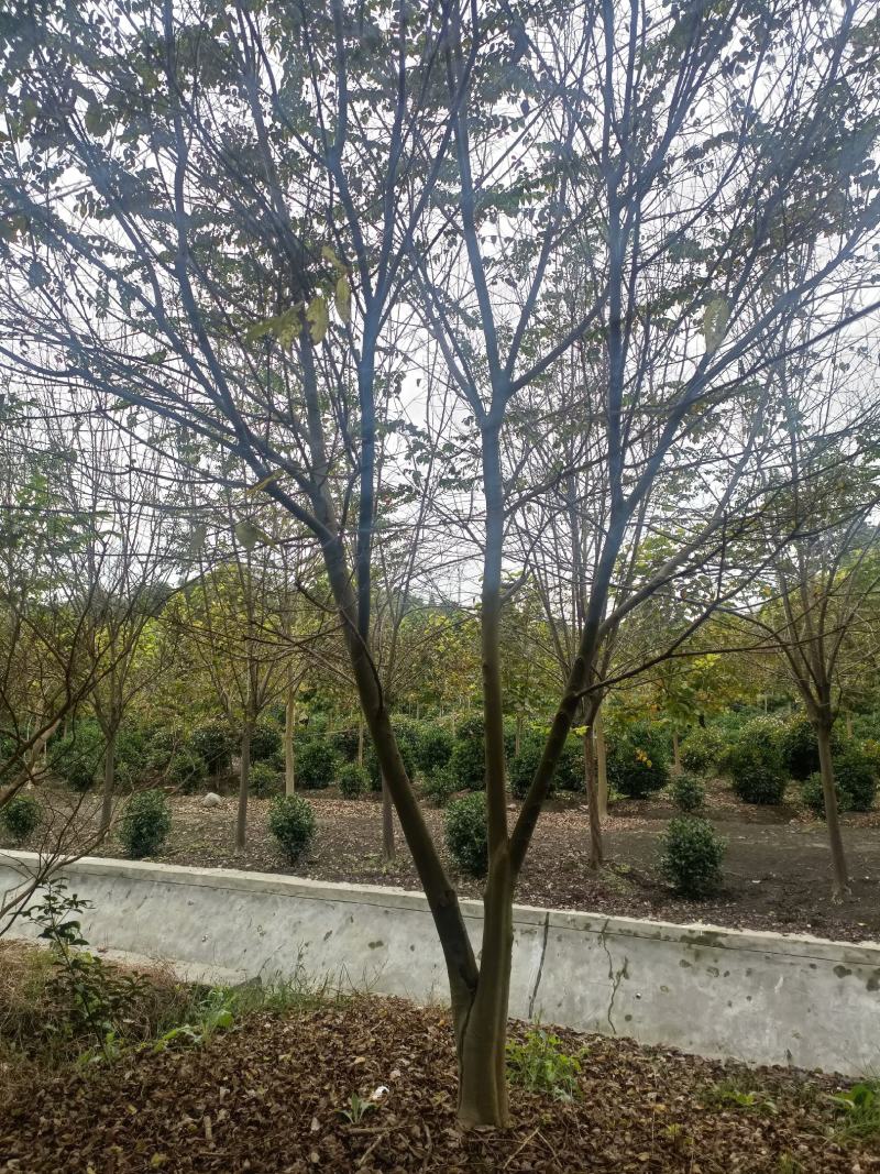 朴树10~12cm10~20cm