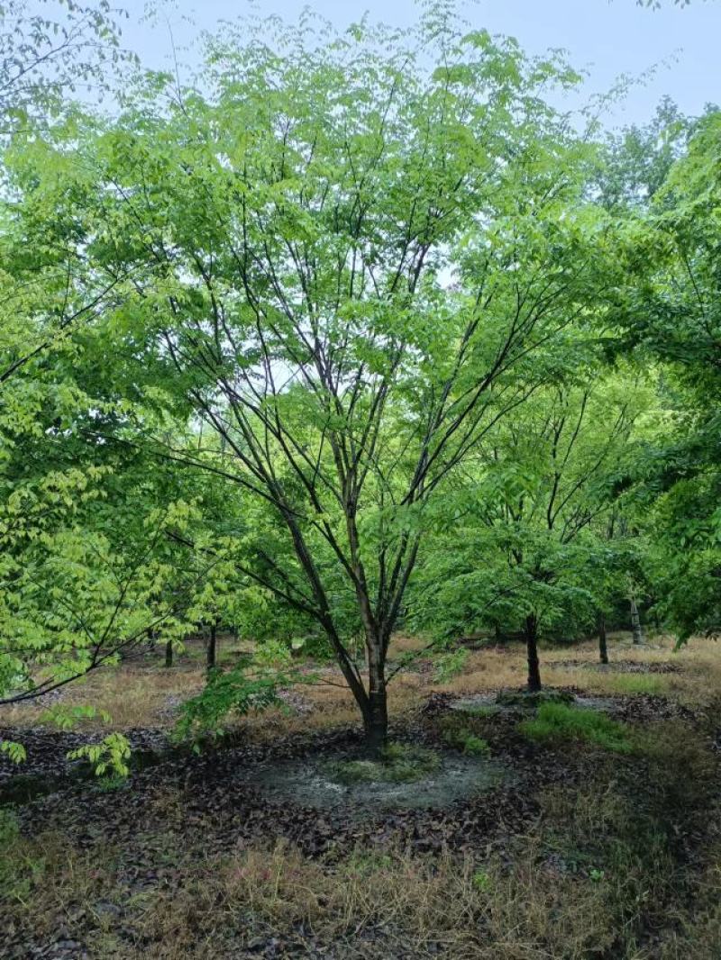 朴树10~12cm10~20cm