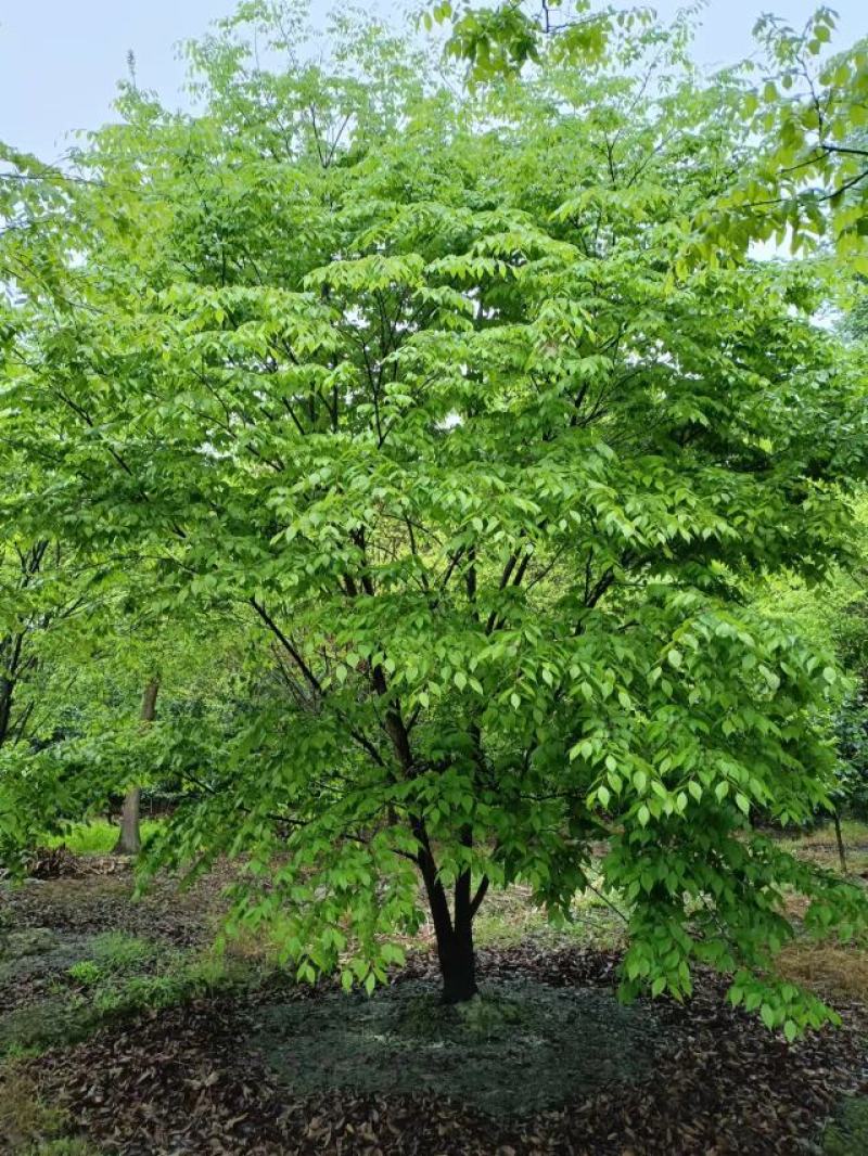 朴树10~12cm10~20cm