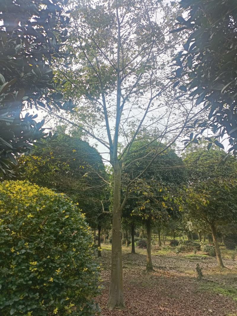 朴树10~12cm10~20cm