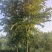 朴树10~12cm10~20cm