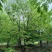 朴树10~12cm10~20cm
