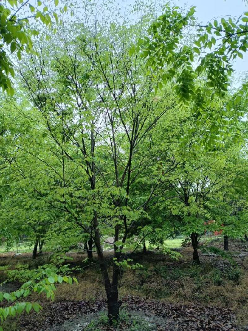 朴树10~12cm10~20cm