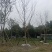 朴树10~12cm10~20cm