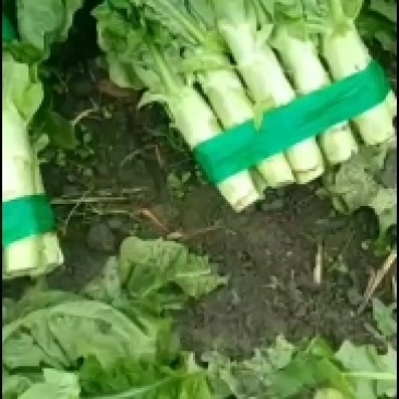 莴笋三青莴笋