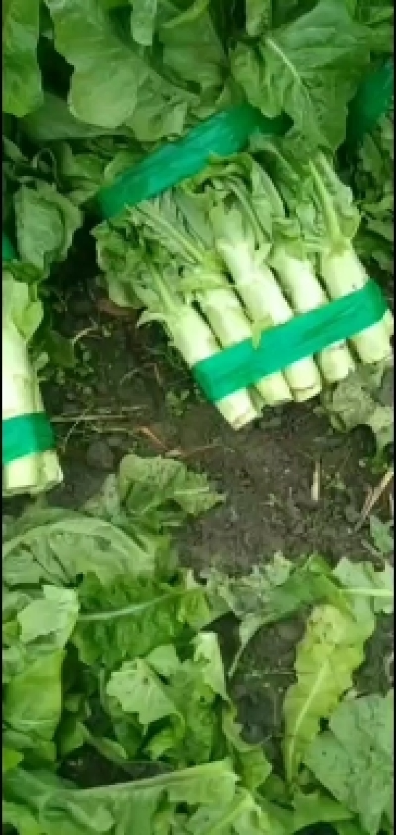 莴笋三青莴笋