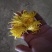 金丝皇菊