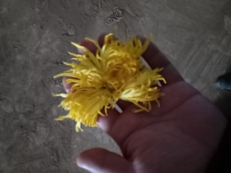 金丝皇菊