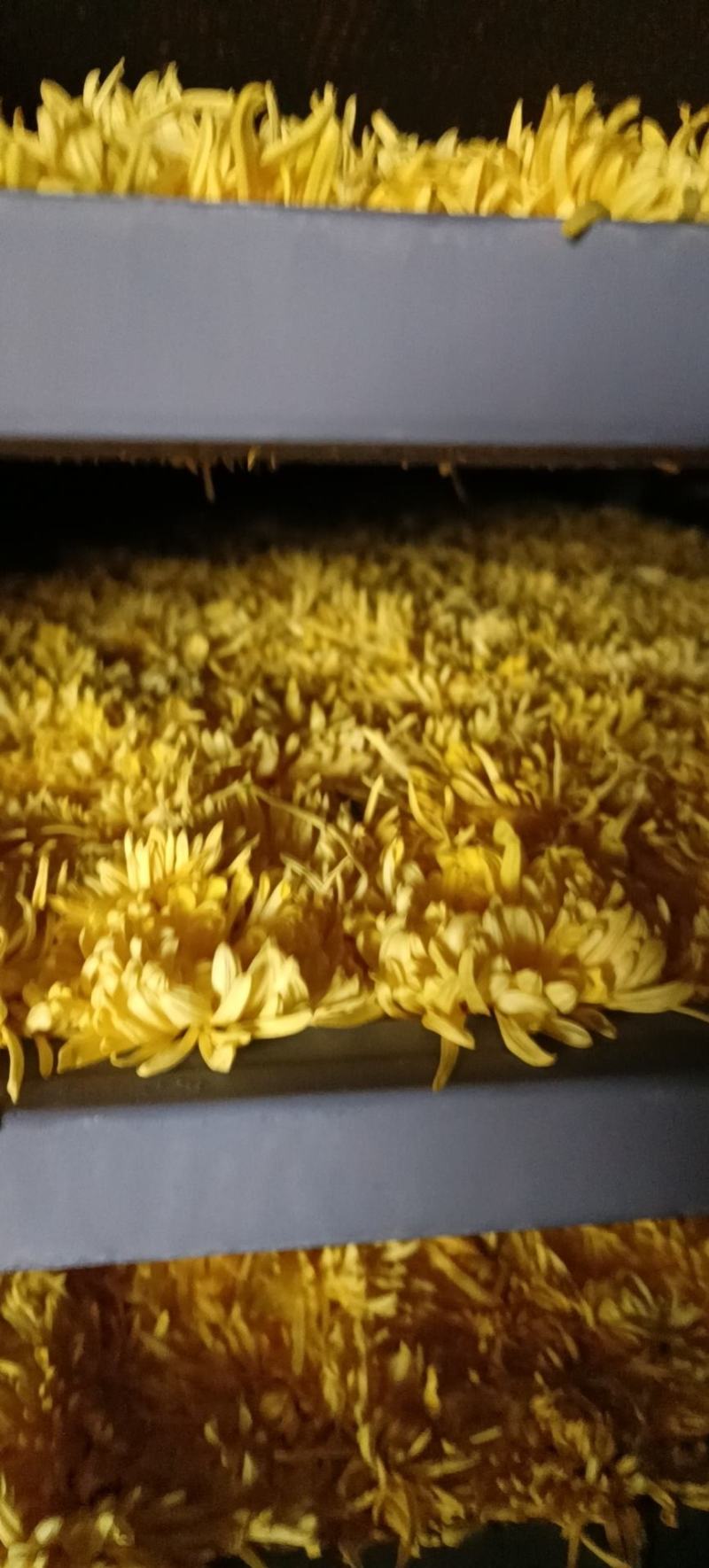 金丝皇菊