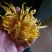 金丝皇菊