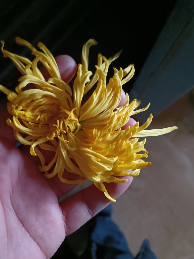金丝皇菊