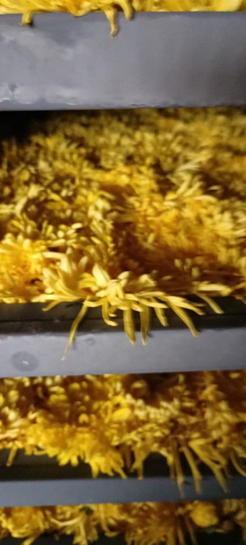 金丝皇菊