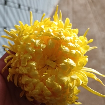 金丝皇菊