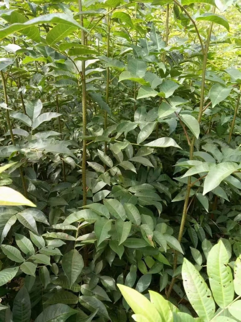 青钱柳苗青钱柳树苗青钱柳青钱柳大树量大价格优惠