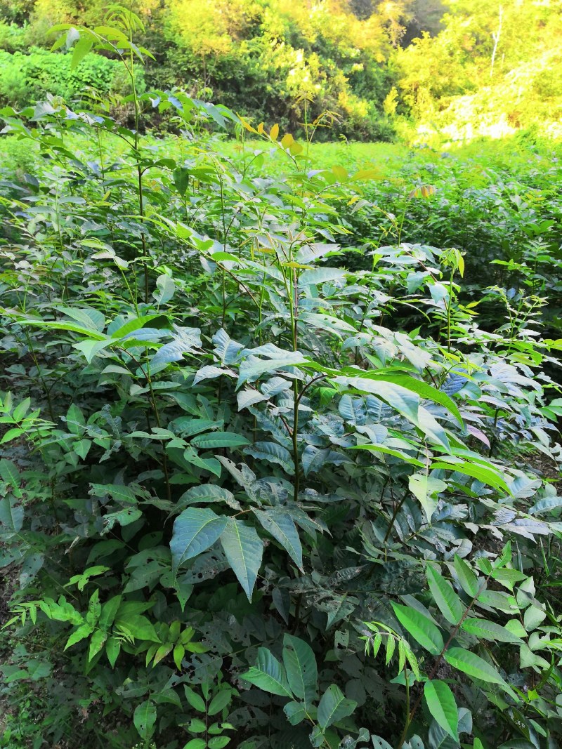 青钱柳苗青钱柳树苗青钱柳青钱柳大树量大价格优惠