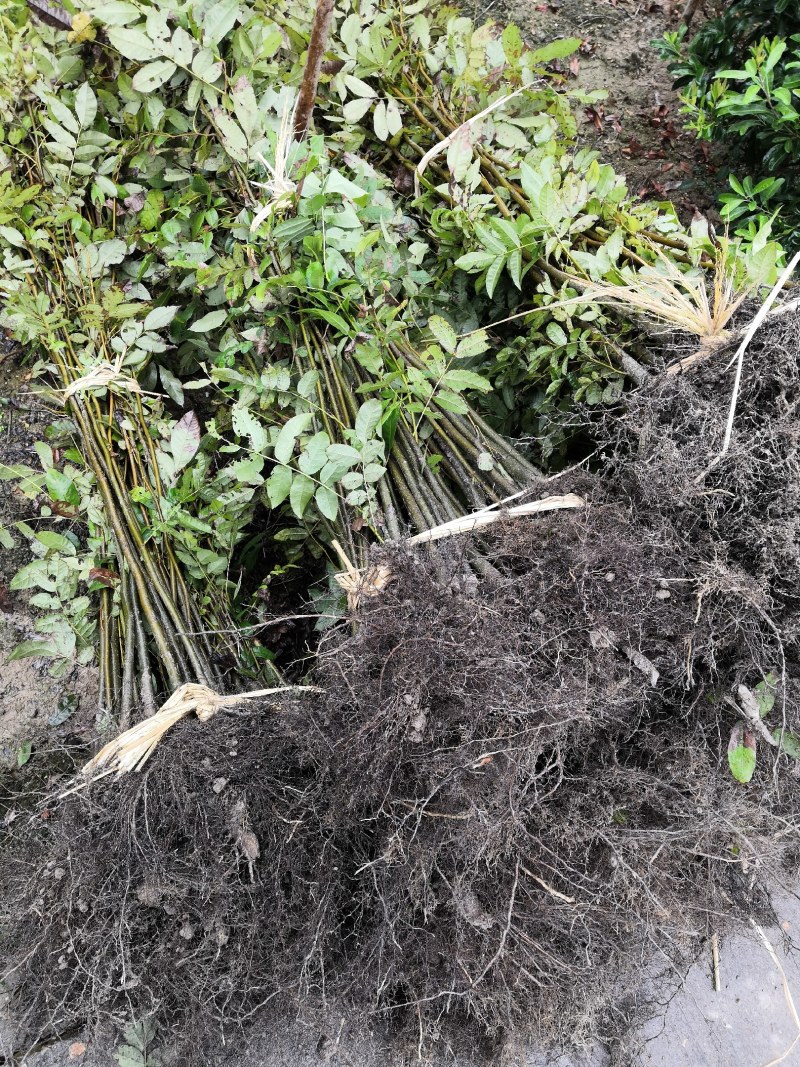 青钱柳苗青钱柳树苗青钱柳青钱柳大树量大价格优惠