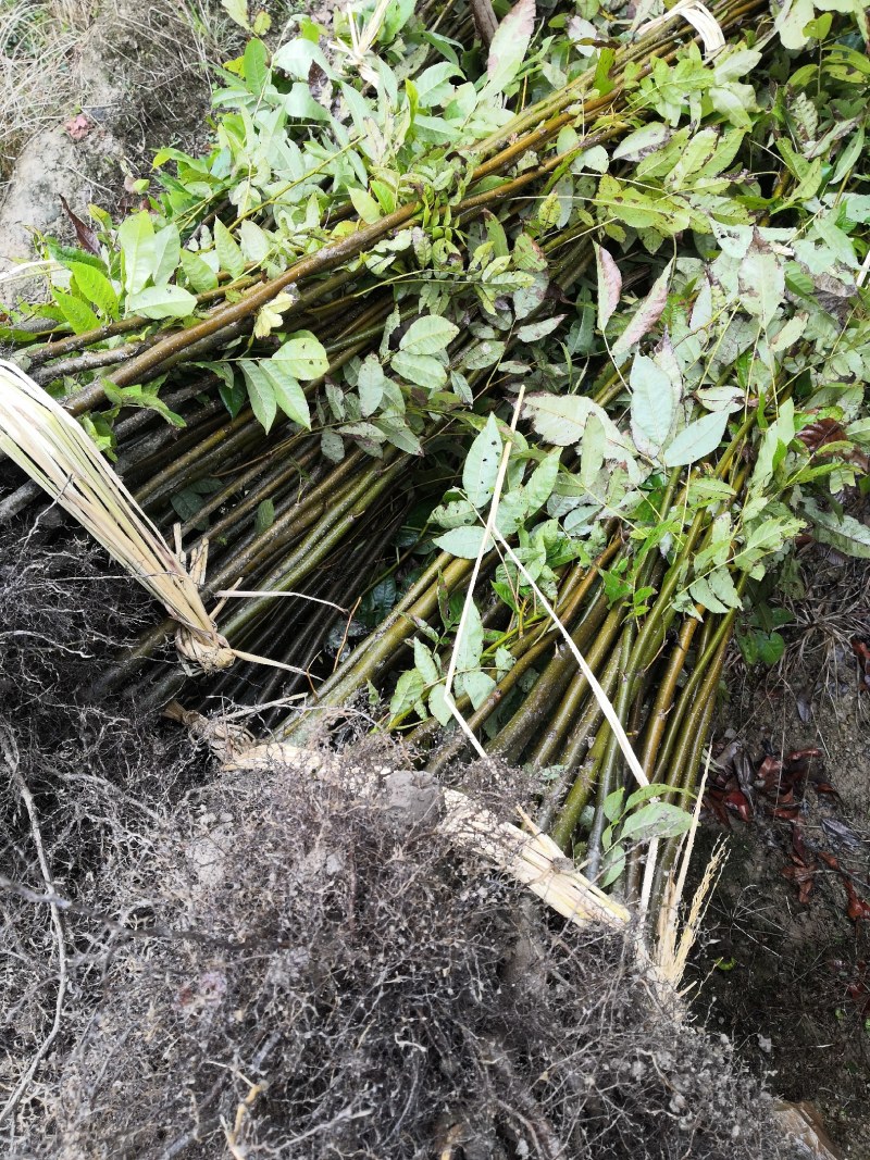 青钱柳苗青钱柳树苗青钱柳青钱柳大树量大价格优惠