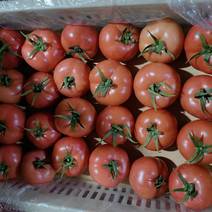硬粉西红柿，暖棚好货，产地直供，质优价廉，支持发货，打箱