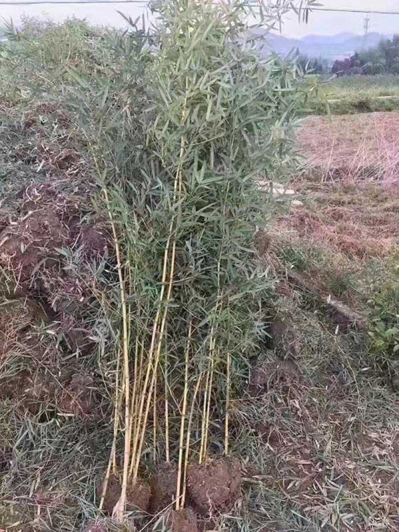 耐寒竹子