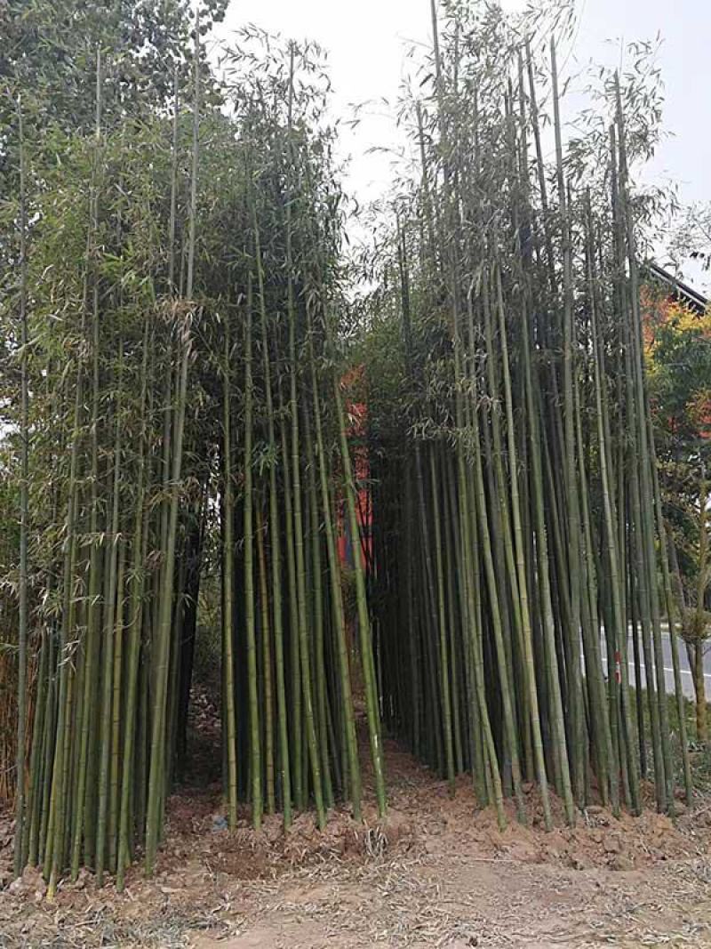 耐寒竹子