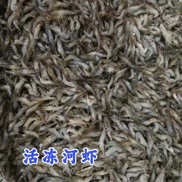 原产地厂价批发活冻河虾青虾600克货源足规格多可定制