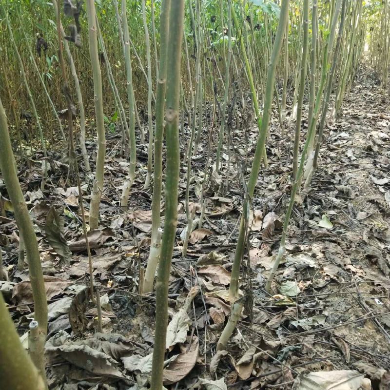 核桃苗