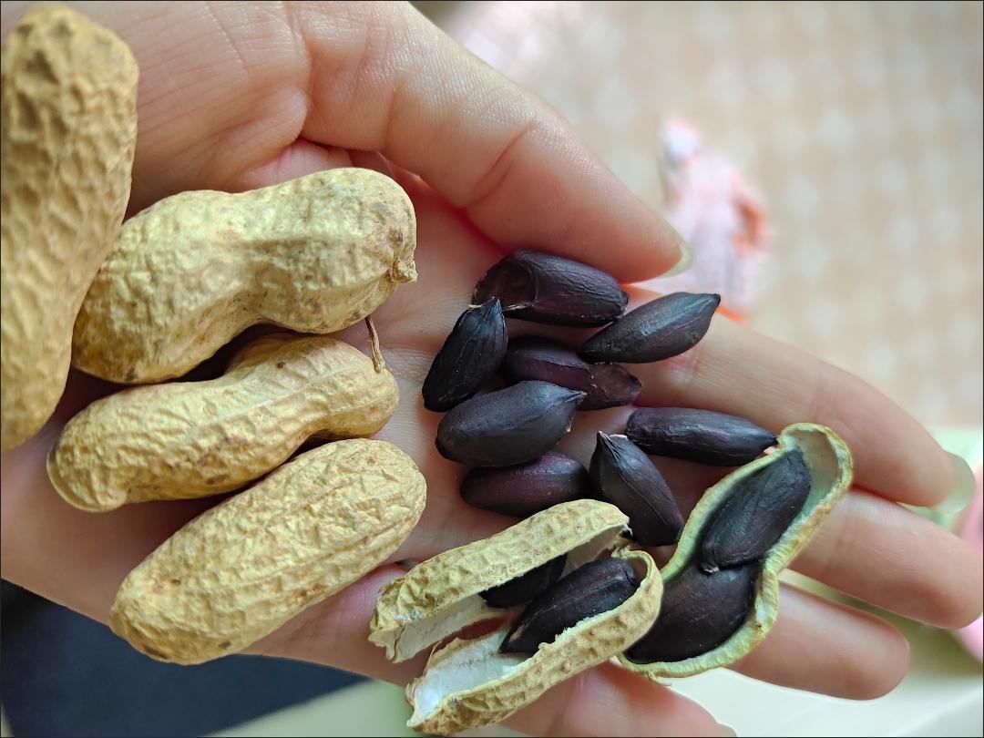 生黑芝麻与熟黑芝麻对比图