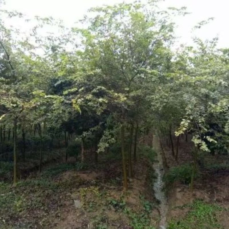 红榉苗