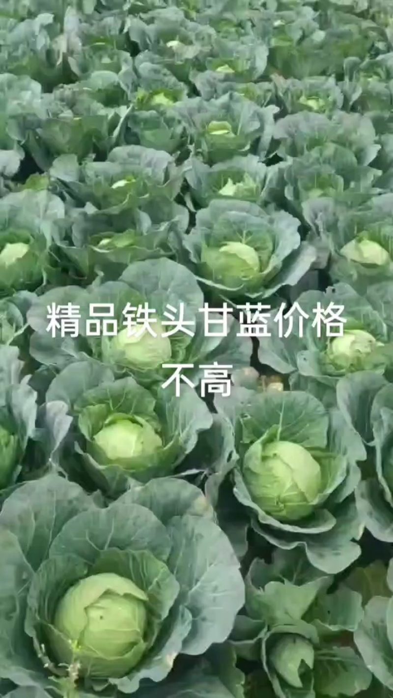 湖北当阳优质甘蓝，叶片清秀大小均匀无虫眼产地直发量大从优